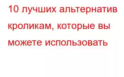 10 лучших альтернатив кроликам, которые вы можете использовать